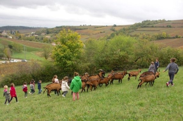 Si vous voulez accompagner 500 chèvres, c’est dimanche