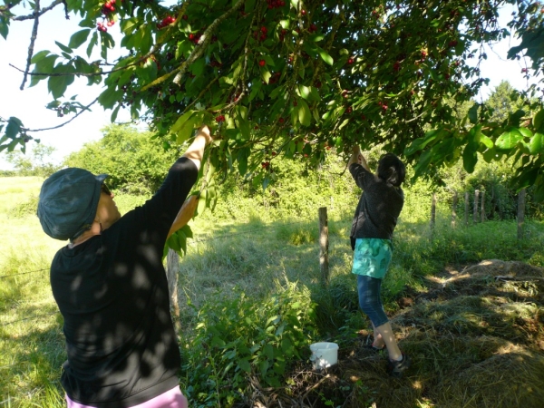 Votre jardin déborde de fruits ou légumes ? des bénévoles viennent les ramasser