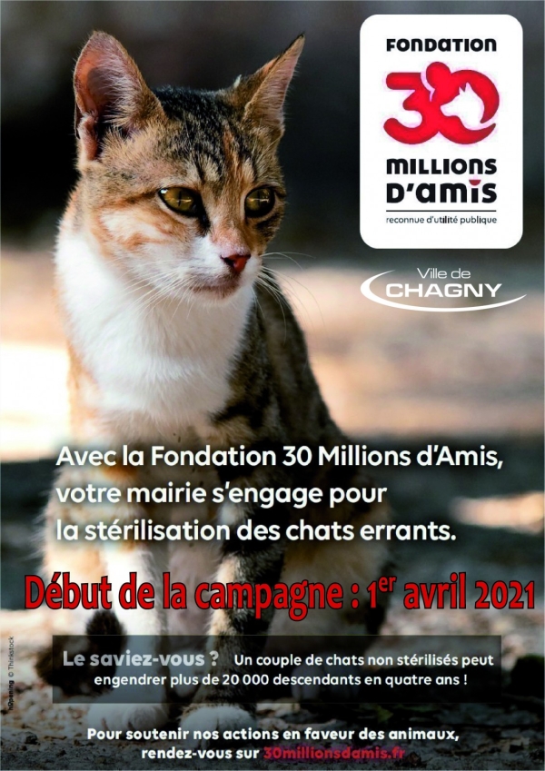  Bientôt une nouvelle campagne de stérilisation des chats errants à Chagny