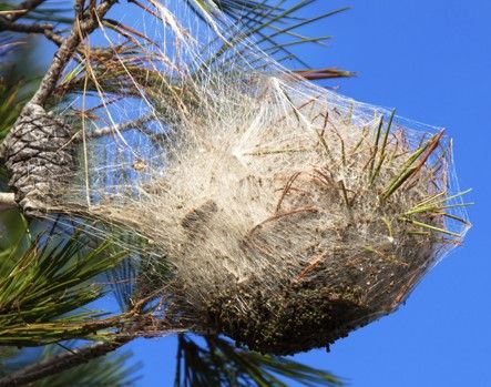 Attention avec la douceur hivernale, les chenilles processionnaires sortent 