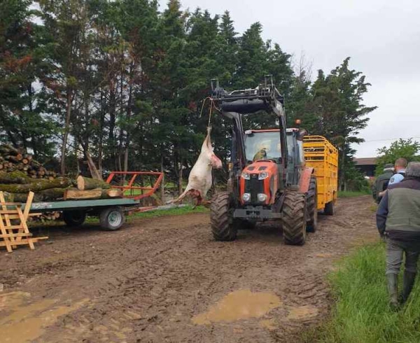 Deux troupeaux de brebis attaqués la nuit dernière à Cortevaix dans le Clunisois