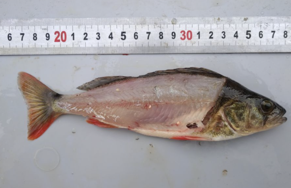 Les perches communes contaminées par un parasite dans le Doubs... une alerte est lancée par la Fédération de pêche