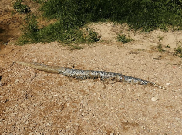 Deux boas repêchés dans les eaux du Doubs près de Montbéliard, les maires s'inquiètent