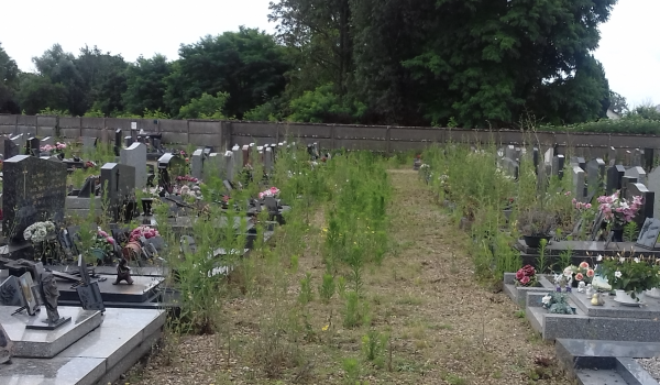Un verdissement du cimetière de Saint-Rémy pas très apprécié 