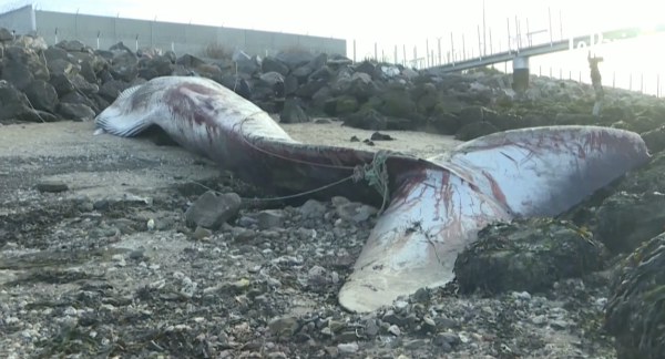 Une baleine de 19 mètres échouée dans le port de Calais 