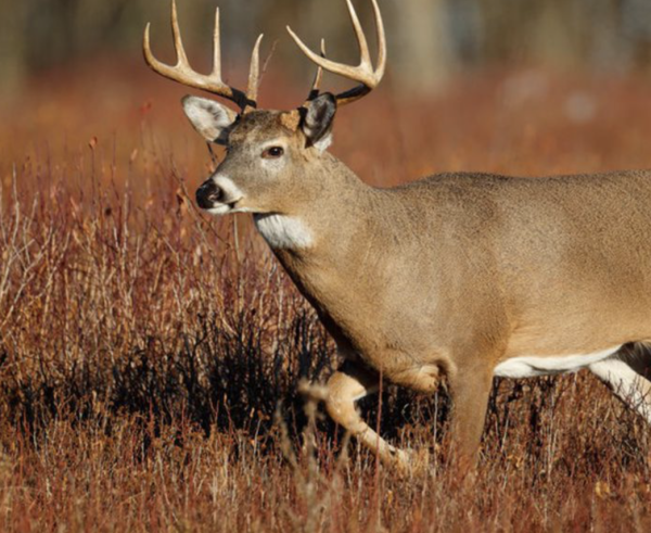 Dans l'Iowa aux USA, 80 % des cerfs positifs au COVID-19