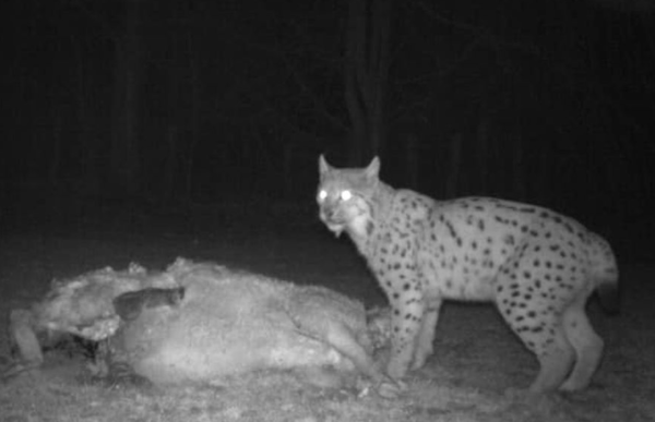 Un lynx pris en photo en Saône et Loire après avoir attaqué des brebis