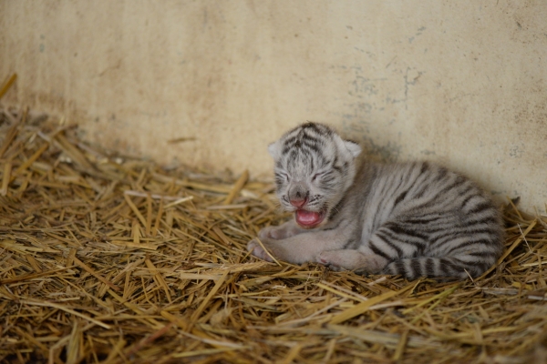 En 2001, Touroparc.Zoo accueillait ses premiers tigres blancs. 20 ans plus tard, un nouveau-né vient compléter la grande lignée Touroparc.Zoo.