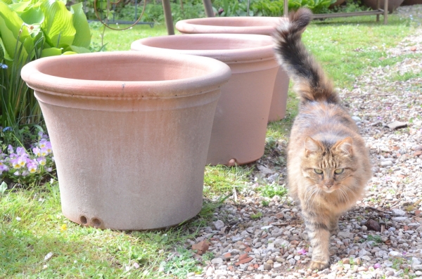 Sampigny les Maranges vous accueille autour des pots, des fleurs et des paniers de jardins !