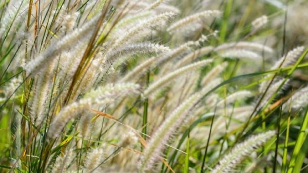 Les allergies aux  graminées en baisse sur le Grand Chalon