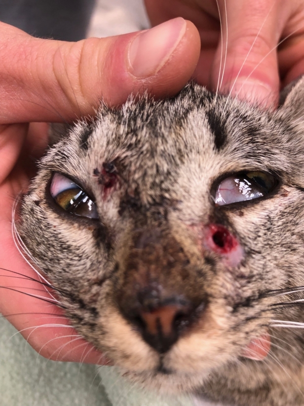 A Lessard en Bresse, l'Arche de Roger dénonce le tir à bout portant sur une chatte et appelles les habitants à la vigilance 