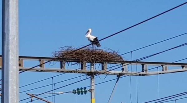 SNCF Réseau s'associe à la Ligue pour la Protection des Oiseaux