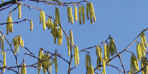 La pollinisation des arbres a déjà commencé en Bourgogne-Franche Comté