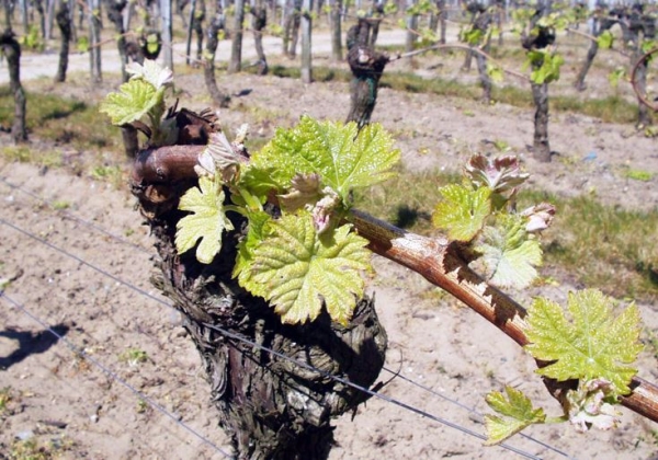 Les vins de Bourgogne trustent les premières places des vins les plus chers au monde 