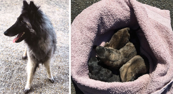 Jugée pour avoir jeté 4 chiots dans un container