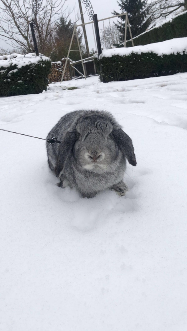 Même nos amis les animaux mis à l'honneur aux couleurs de la neige 