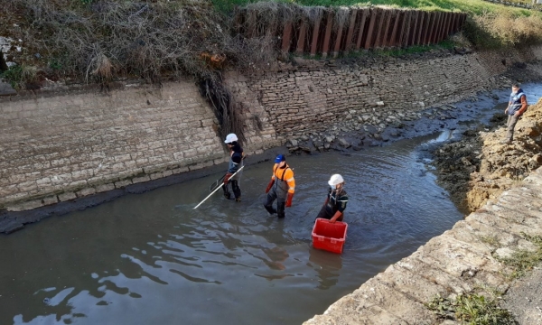 200 kg de poissons sauvés d’une mort certaine dans le canal du Centre