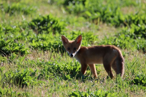 Jolie rencontre au Pont Paron à Saint Rémy 