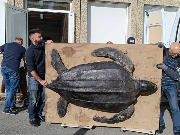 L'incroyable histoire de la tortue Luth de la Société des Sciences naturelles et mycologiques de Chalon sur Saône 