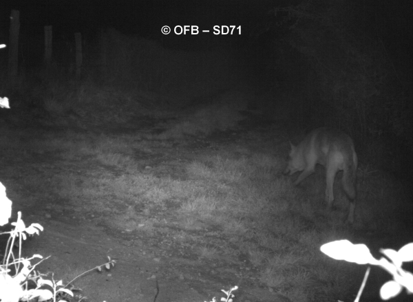 Un loup photographié à Morey               