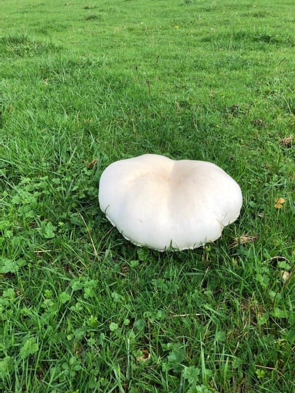 +2,2 kg pour ce Rose des Près à Mellecey 