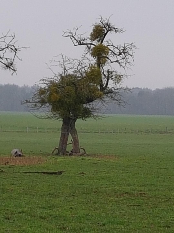 A Gergy, il ne manque plus que les plumes ! 