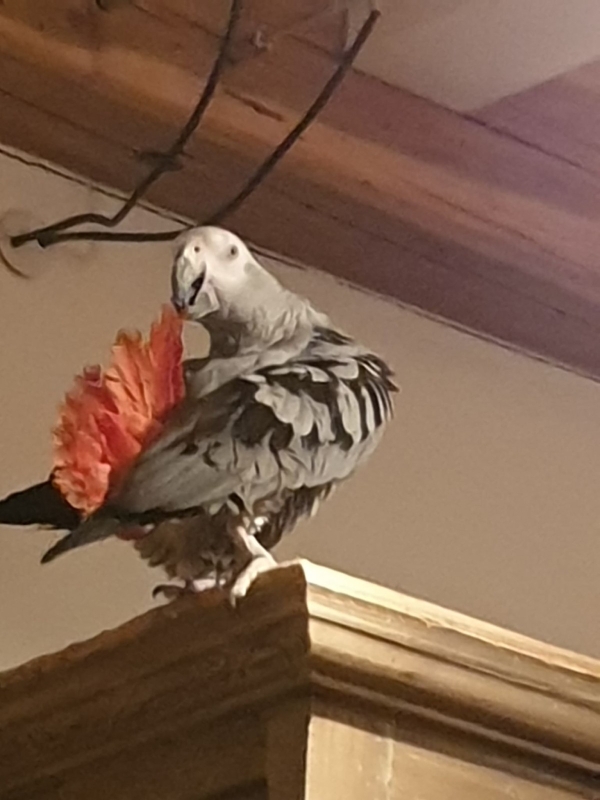 Charly a été retrouvé ! 