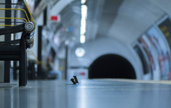 Et la meilleure photo animalière de l'année est...