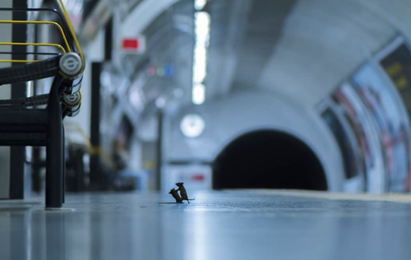 Et la meilleure photo animalière de l'année est... 