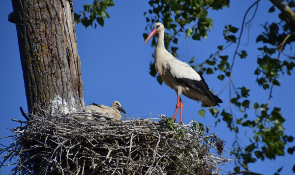 Une belle colonie de cigognes au sud de Chalon sur Saône 