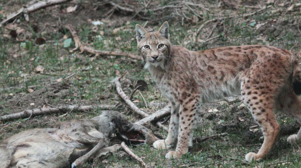 Superbe travail photographique autour d'un lynx Jurassien 