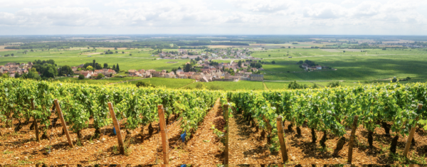 Les vignes n’attendent plus que leurs vendangeurs !