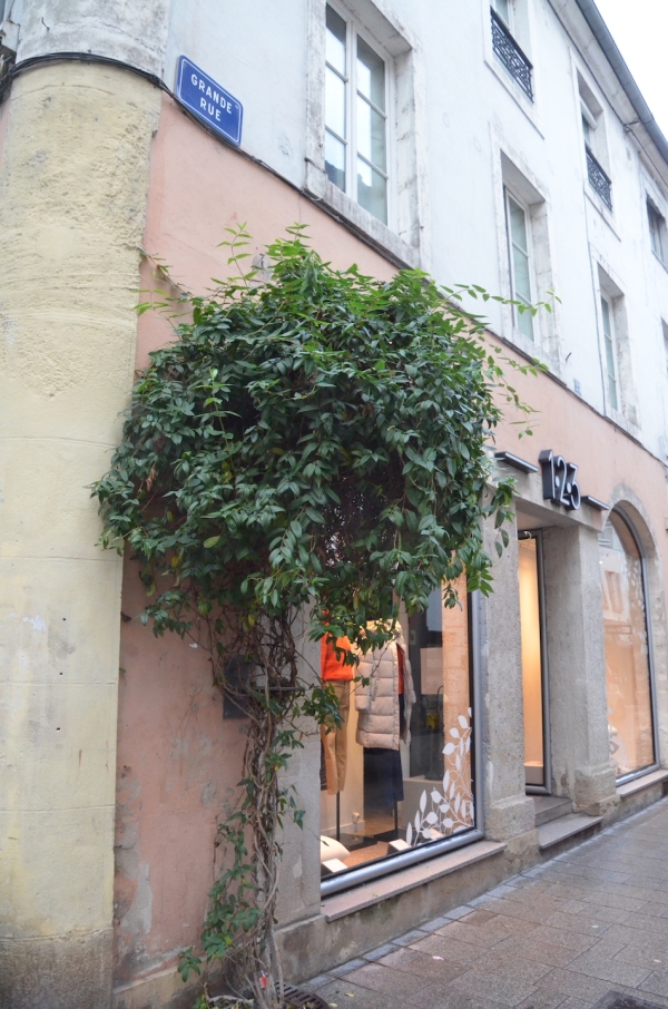 A Chalon sur Saône, une végétalisation des rues piétonnes qui n'était pas gagnée d'avance...