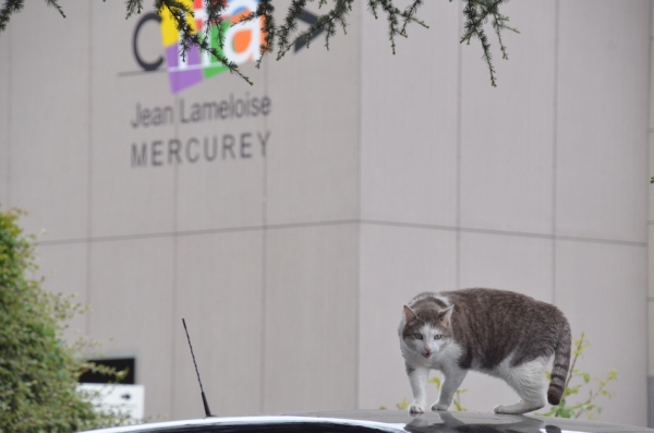 La mascotte du CIFA Jean Lameloise en pleine forme