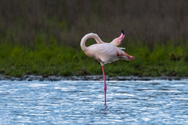 EN IMAGES - Flamboyances de flamants roses 