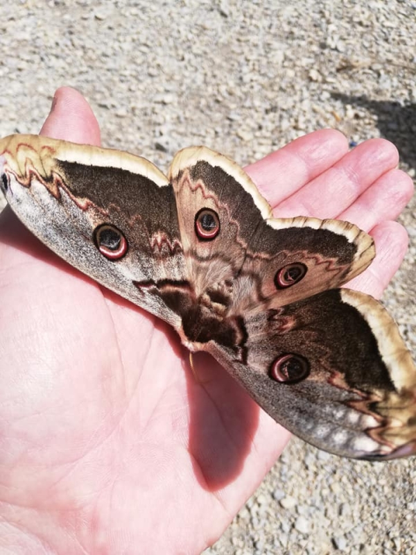 Le plus grand papillon d'Europe observé à Mercurey 