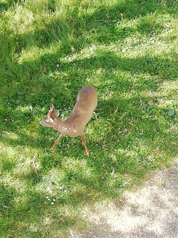 Une visite inattendue en ce lundi de Pâques en plein coeur de Chalon sur Saône 