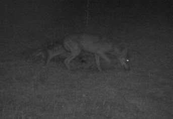 La Saône et Loire confirme la présence d'un loup sur ses terres 