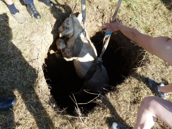 Un gouffre s'ouvre sous les pattes d'un veau à côté de Charolles