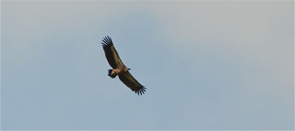Des vautours dans le ciel de Saône-et-Loire ! 