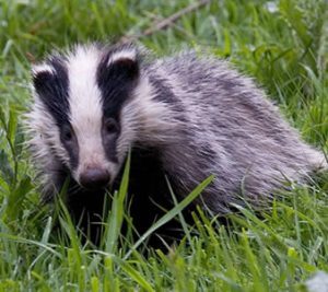 Europe Ecologie - Les Verts appelle à la protection des blaireaux 