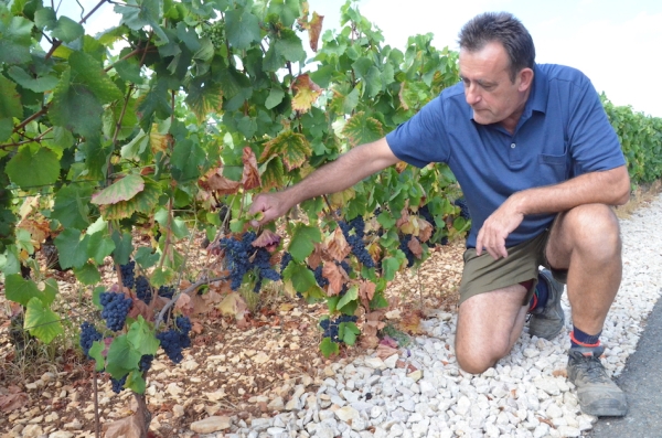 VENDANGES - Un rendement en berne sur les rouges à Mercurey 