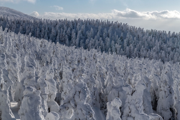 EN IMAGES - Connaissez-vous les monstres de glace de la montagne Zao ? 