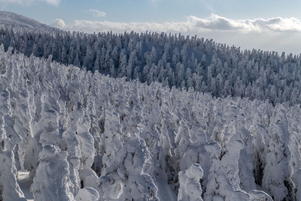 EN IMAGES - Connaissez-vous les monstres de glace de la montagne Zao ?