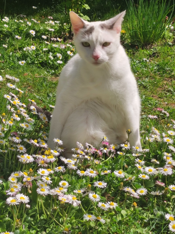 Le dicton de Papy Gaston... au sujet des pâquerettes