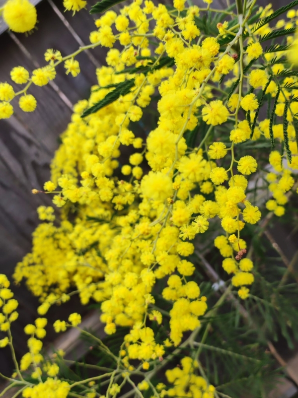 N'oubliez pas de tailler votre mimosa ! 