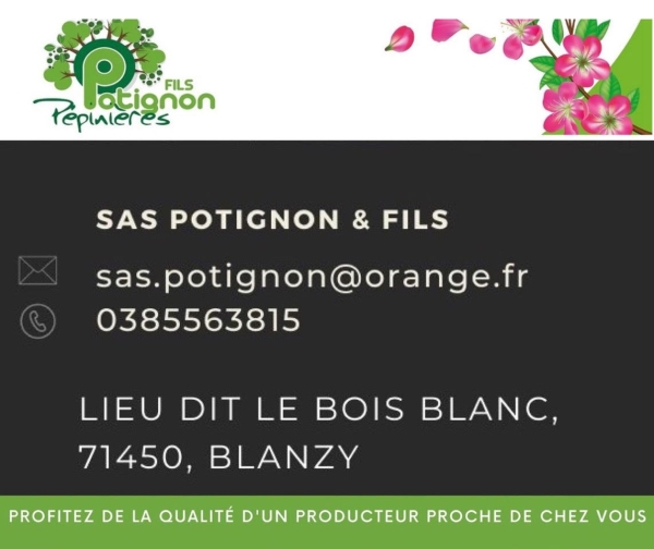 A Blanzy, es pépinières Potignon ont repris leur activité