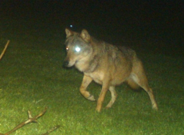 Un loup abattu mercredi soir près de Charolles en Saône-et-Loire