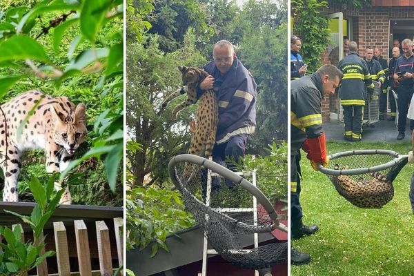 Un serval aperçu dans les rues de Lille