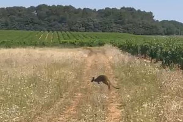 Un vigneron du Gard découvre un kangourou dans ses vignes